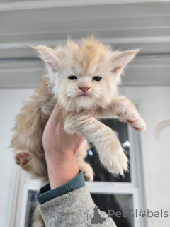 Фото №1.  - купить в Эелс за договорная. Объявление №156476