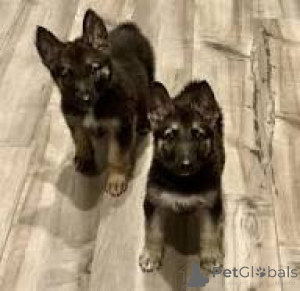 Фото №3. Chiots Berger Allemand в продаже.  Франция