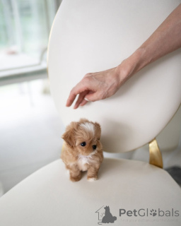 Фото №1. пудель (той) - купить в Мюнхене за 36179₽. Объявление №157376