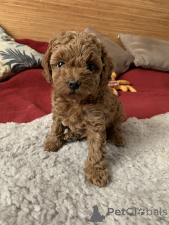 Фото №1. беспородная - купить в Айзлинген за 32468₽. Объявление №166806