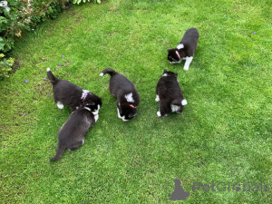 Фото №3. Щенки сибирского хаски.  Эстония