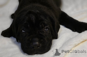 Фото №1. акита-ину - купить в Брегенц за 31454₽. Объявление №161323