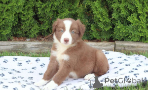 Фото №2 к объявлению №162208 о продаже бордер-колли - купить в Германии частное объявление