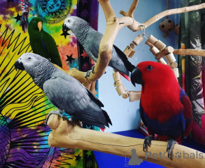 Фото №1. немецкий шпиц, дратхаар, ризеншнауцер, золотистый ретривер - купить в Калифорнийский овраг за договорная. Объявление №145252