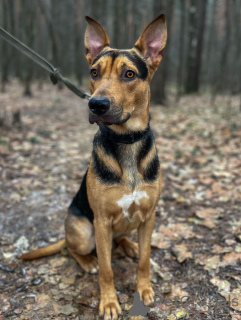 Фото №3. Умный, контактный, игривый Рокки ищет дом!.  Россия