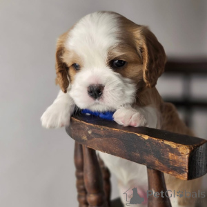 Фото №3. Познакомьтесь с Оливером, нашим очаровательным маленьким исследователем, который.  Финляндия