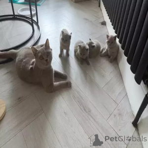 Фото №2 к объявлению №167254 о продаже британская короткошёрстная - купить в Германии частное объявление