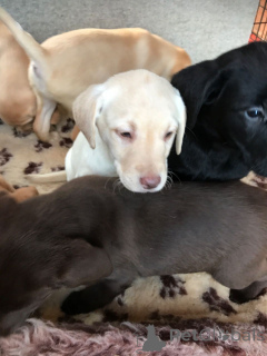 Фото №1. лабрадор-ретривер - купить в Лес за 46384₽. Объявление №159436