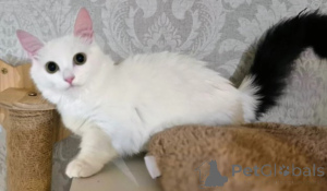 Фото №4. Продам манчкина в Амстеттен заводчик - цена договорная