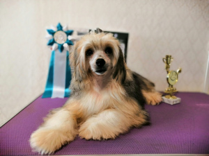 Фото №2 к объявлению №2889 о продаже китайскую хохлатую собаку - купить в России из питомника
