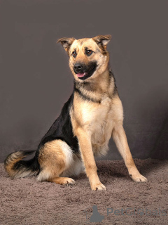 Фото №4. Продажа беспородную в Москова частное объявление - цена Бесплатно