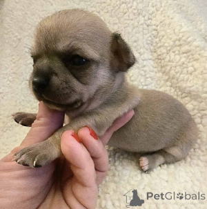 Фото №4. Продажа чихуахуа в Зренджанин заводчик - цена договорная