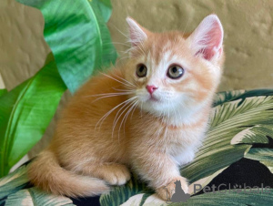 Фото №1. манчкин - купить в Дикер за 32468₽. Объявление №151486