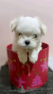 Фото №2 к объявлению №138871 о продаже мальтийскую болонку - купить в Германии частное объявление, заводчик