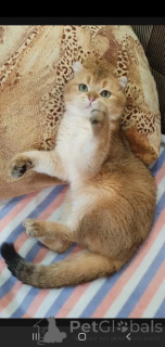 Фото №4. Продам шотландскую (скоттиш страйт) в Тамбове заводчик - цена 10000₽