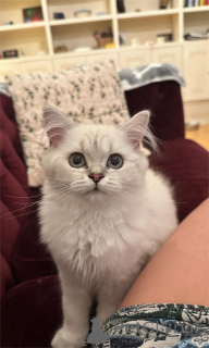 Фото №1. британская длинношёрстная - купить в Affalterbach за 32468₽. Объявление №151547