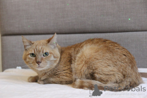 Фото №2 к объявлению №139190 о продаже  - купить в Беларуси из приюта