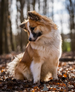 Фото №1. исландская собака - купить в Айзлинген за 46384₽. Объявление №157830