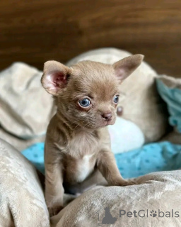 Фото №2 к объявлению №165374 о продаже чихуахуа - купить в Германии частное объявление, из приюта