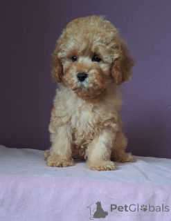 Фото №2 к объявлению №156648 о продаже пуделя (той) - купить в Беларуси 