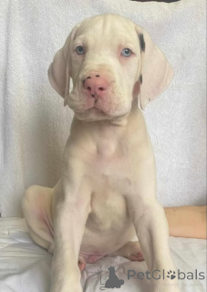 Фото №4. Продажа немецкого дога в Zrenjanin заводчик - цена договорная