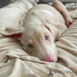 Фото №2 к объявлению №144454 о продаже добермана - купить в Германии частное объявление