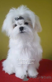 Фото №3. Бездоганні щеня мальтезе..  Украина