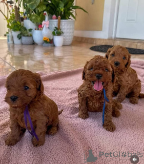 Фото №1. беспородная - купить в Меч за договорная. Объявление №164341