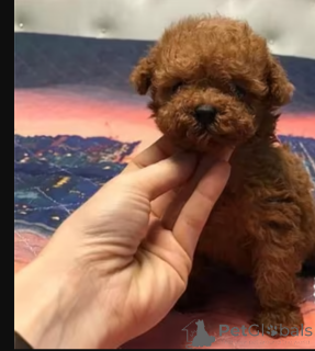 Фото №1.  - купить в Бристоль за Бесплатно. Объявление №163247