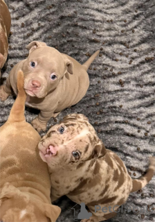 Фото №1. американский бульдог - купить в Фрейзинг за 32468₽. Объявление №154215