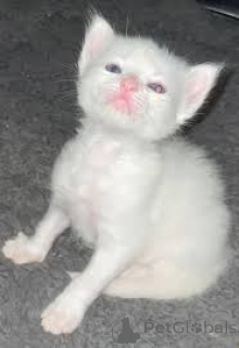 Фото №2 к объявлению №162404 о продаже турецкая ангора - купить в Бельгии частное объявление, заводчик