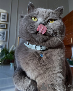 Фото №3. Мирная, любящая и бесконечно элегантная Мисти спокойствие в вашем суетливом. Германия