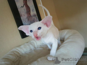 Фото №3. Blue Eyed Siamese Kittens. США