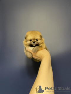 Фото №3. Щенки померанского шпица.  Россия