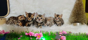Фото №3. Бенгальская кошка - Бенгальские котята. Россия