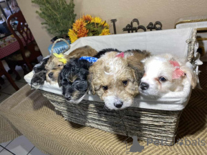 Фото №1. мальтипу - купить в Фридберг (Гессен) за 83490₽. Объявление №150138