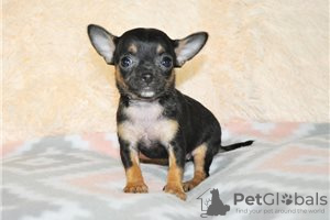 Дополнительные фото: Adorable Chihuahua Puppies for free adoption