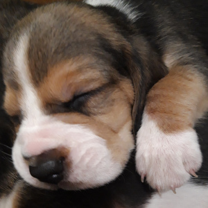 Фото №2 к объявлению №4383 о продаже бигля - купить в Беларуси 