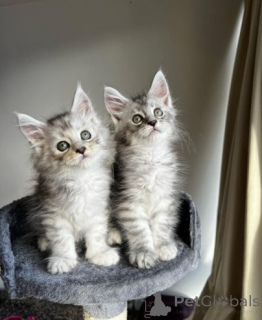 Фото №2 к объявлению №158958 о продаже мейн-кун - купить в Польше частное объявление