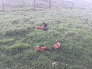 Фото №4. Продажа малинуа в Дармштадт заводчик - цена 37107₽