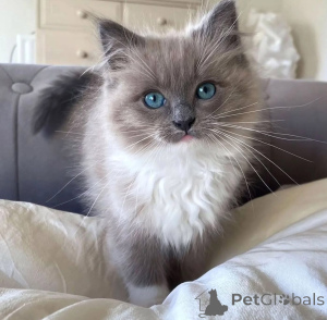 Фото №1. рэгдолл - купить в Дворянство за договорная. Объявление №156412