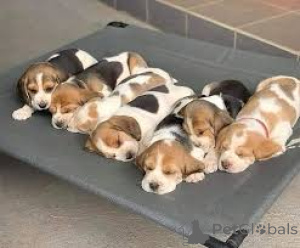 Фото №1. бигль - купить в Люксембург за 64937₽. Объявление №161578