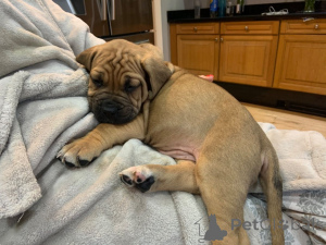 Фото №3. Щенки бульмастифа.  Дания