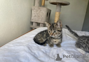 Фото №1. манчкин - купить в Мюнхене за договорная. Объявление №161179