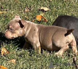 Фото №3. Ваше рождественское желание прибыло! Познакомьтесь с Холли, нашей сиреневой.  Великобритания