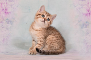 Фото №3. Продаются котята породы манчкин .Котятам 2.5 месяца. Россия