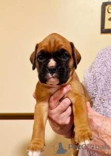 Фото №4. Продажа беспородную в Vienna заводчик - цена 23192₽