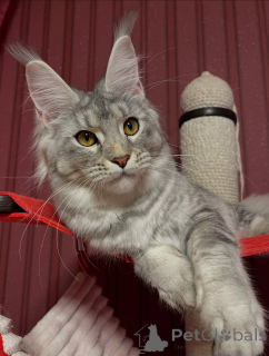 Фото №2 к объявлению №155327 о продаже мейн-кун - купить в Австрии частное объявление