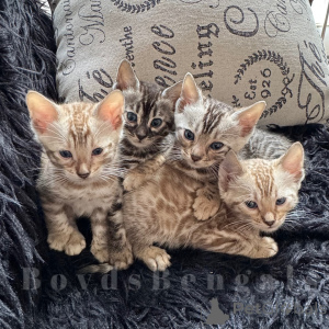 Фото №1. бенгальская - купить в Берлине за договорная. Объявление №163540