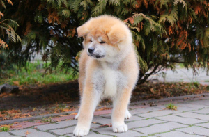 Фото №3. Щенки японской Акита Ину купить собаку щенка КСУ цуценята Акіти щенок хатико.  Украина